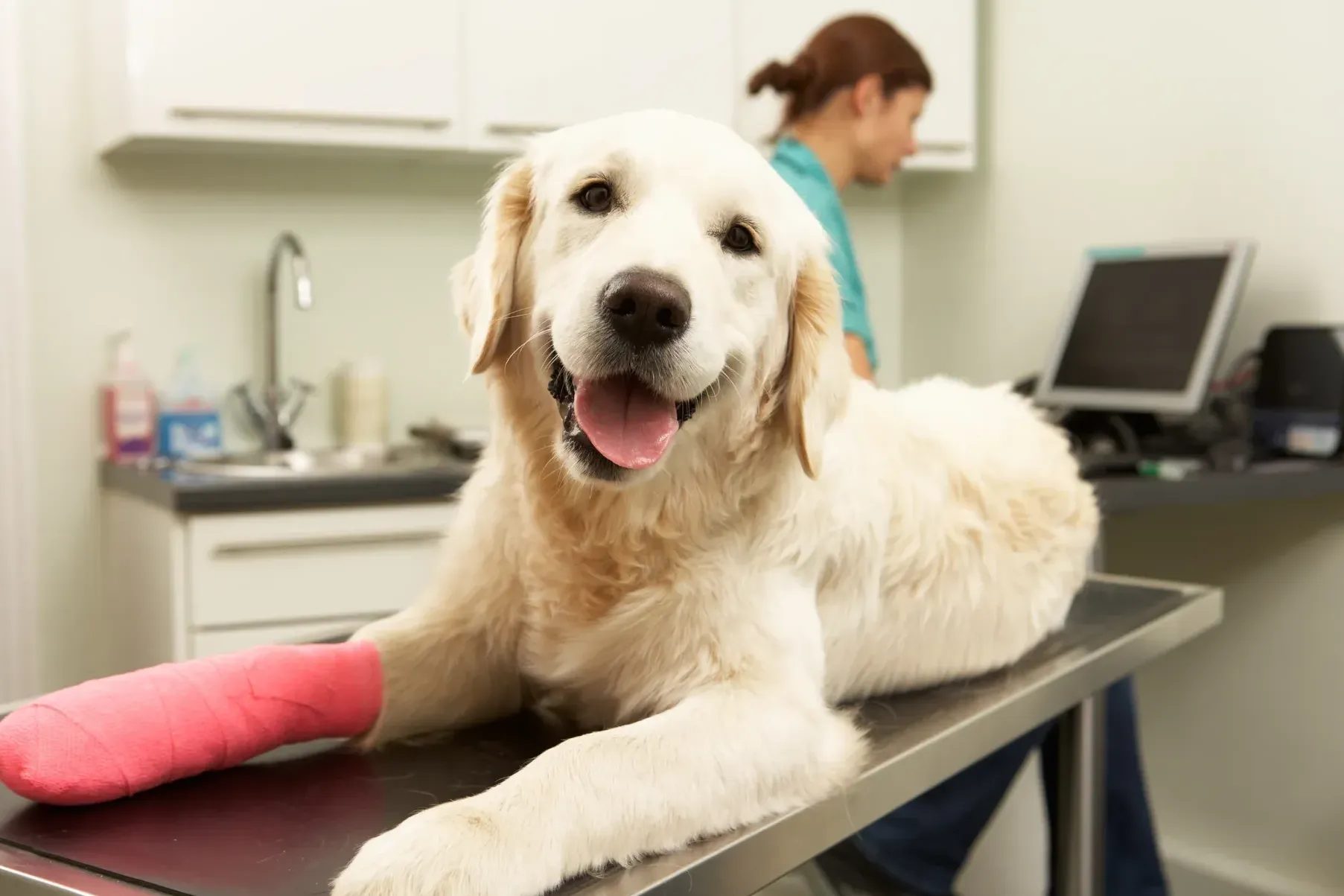 Golden retriever with bandaged leg on exam table in clinic
