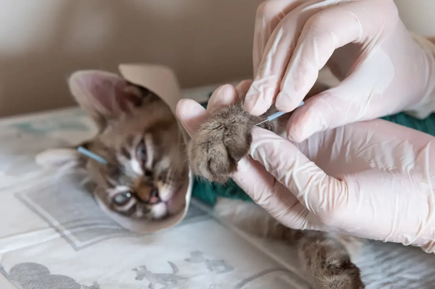 Veterinarian in gloves trimming kitten's claws during exam